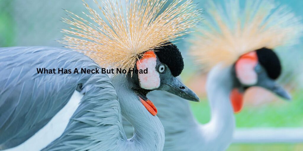 What Has A Neck But No Head